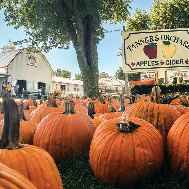 Simple Fall Activities For the Girls 3 Pumpkin Patch