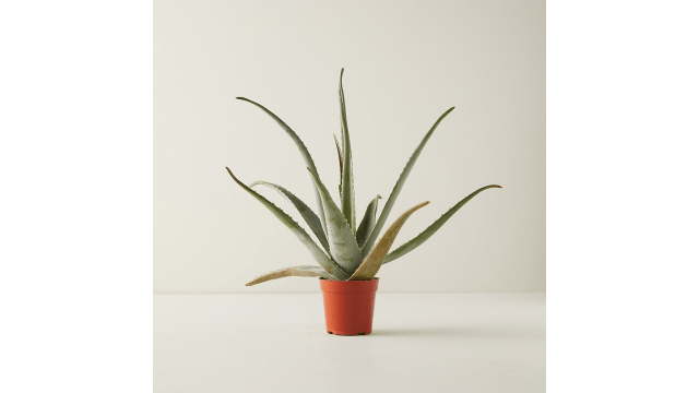 25 Easiest Houseplants To Keep Alive For Beginners 3 1 2