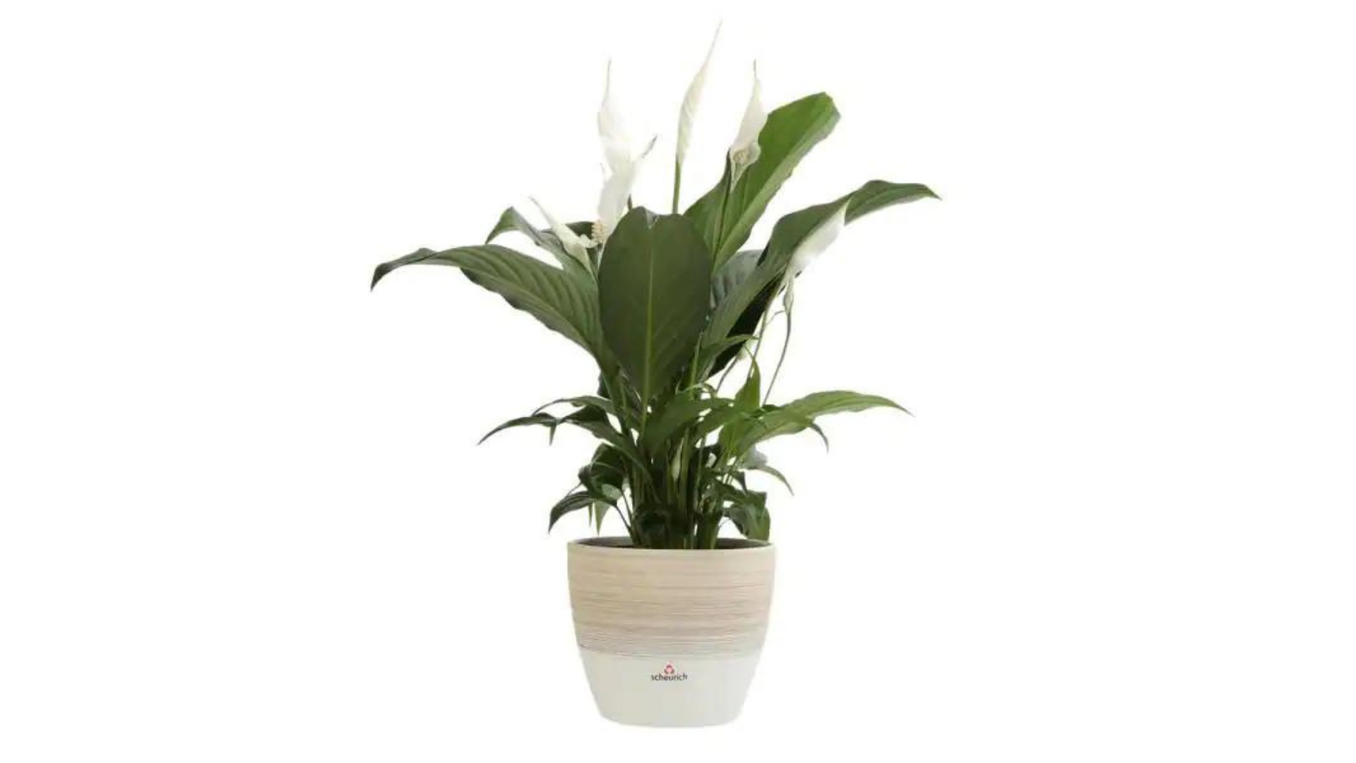 25 Easiest Houseplants To Keep Alive