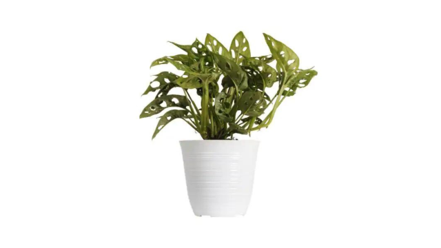 25 Easiest Houseplants To Keep Alive For Beginners 26 24