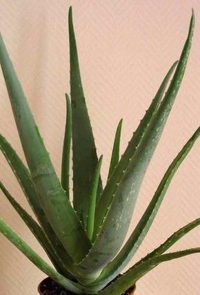 Top 10 Plants for New Plant People 4 0de741b69f5017500443acf486407e7b