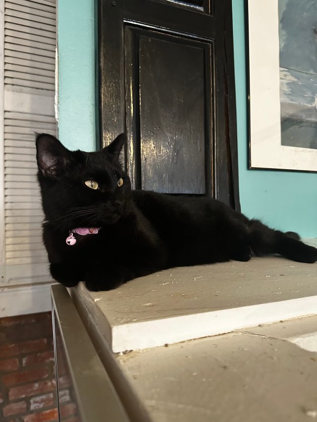 My Experience at the Cutest Little Cat Cafe 3 Magic is one of the many furry residents at the café.