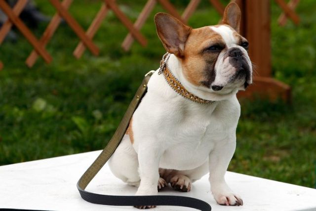 Modern Family star French bulldog dies after filming series finale Report